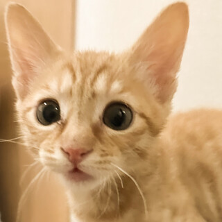 甘えん坊垂れ目系茶トラ男子⭐️わか