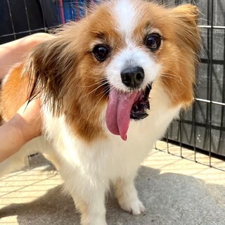 ★シニア部★22-W521 パピヨン