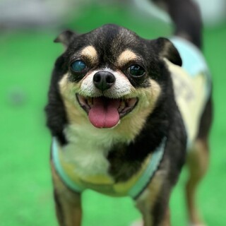 ★シニア部★21-W672 チワワ