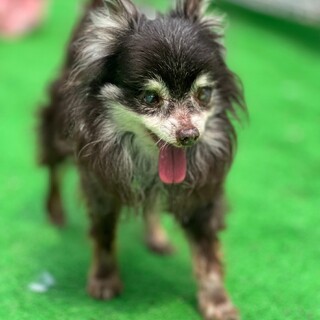 ★シニア部★22-M59 チワワ