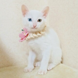 人懐こいお膝大好き！オッドアイの白猫女子「ギム」