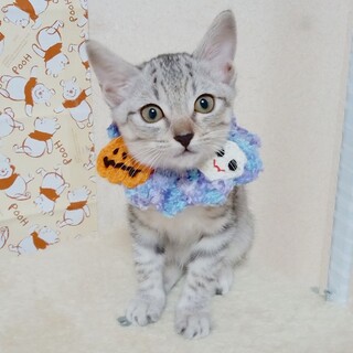 おっとり系人懐こいサバトラ男子！レットくん