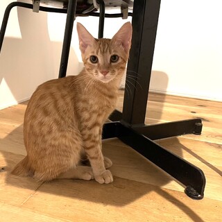 茶トラの3兄弟タンタンくん