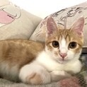 甘えん坊茶白猫ノンノンくん