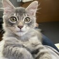 長毛グレートラのイケメン君