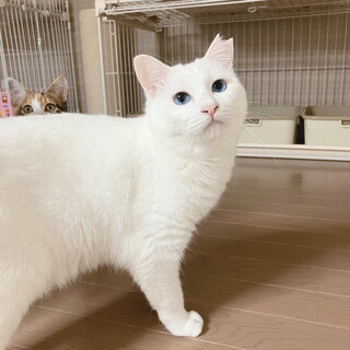 【11/19譲渡会】ハンデはスペシャル印♬あんにん