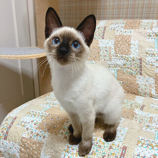 【10/15譲渡会】おこげちゃん