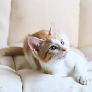 【オハナ】しあわせにゃんこになりました