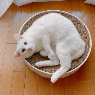 【11/19譲渡会】ハンデはスペシャル印♬サックス