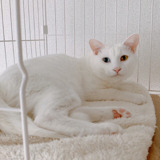 【10/29譲渡会】アルトくん