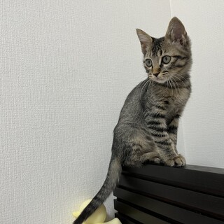 スリゴロ美人な仔猫　トライアルも大歓迎♡