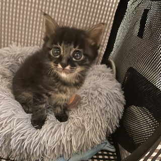 生後2週間の甘えん坊な男の子