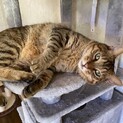 イケメンキジトラ男子⭐︎元気一杯甘えん坊です！