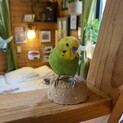 幸せな手乗りセキセイインコ！とてもかわいい！