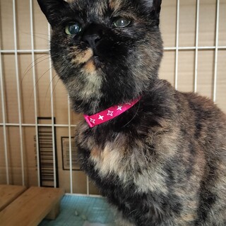 サビ猫　サランちゃん