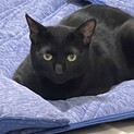 人見知りな黒猫♂