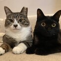仲良し母子猫ななちゃんハンくん