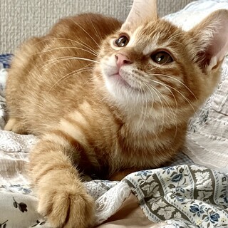 丸いお顔の金時は性格も花丸でーす❤️