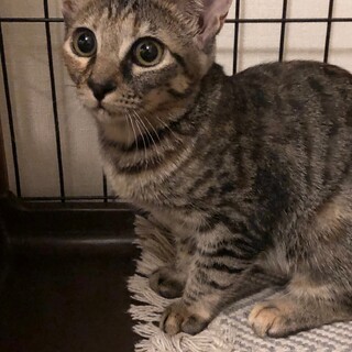 【12/24⭐️堺東にて譲渡会】参加猫なつめちゃん