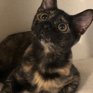 【11/26⭐️堺東にて譲渡会】参加猫こなつちゃん