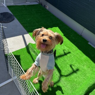 【里親様決定済】トイプードルミックス犬、２歳3か月