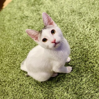 【抱っこ大好き】ミルクから育てた甘えん坊ショカくん