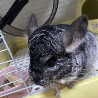 チンチラ スタンダードグレー 女の子