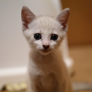 ブルーの瞳の「「かすみ」ちゃん姉妹で里親募集