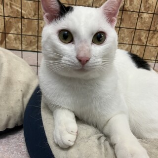 小柄で可愛い甘えん坊のオスです！