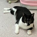 ツンデレメス猫ちゃんの里親募集！