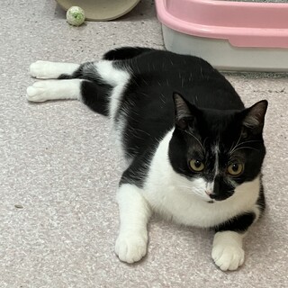 ツンデレメス猫ちゃんの里親募集！