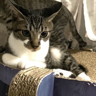 ありがとうございました★雉白ヨシくん