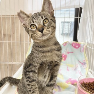 動物病院の保護猫•穏やかで優しいシャイン君☆