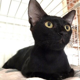穏やか黒猫サザエくん