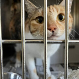 綺麗な三毛のチュロちゃん