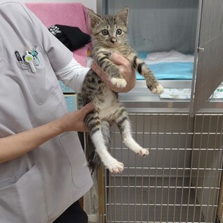【ハンディキャップのある仔猫】女の子／推定3か月