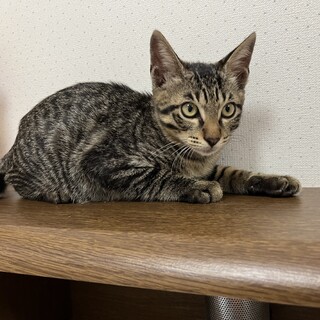 子猫の里親募集中