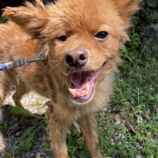 人も犬も大好き★味のあるお喋りガール^^