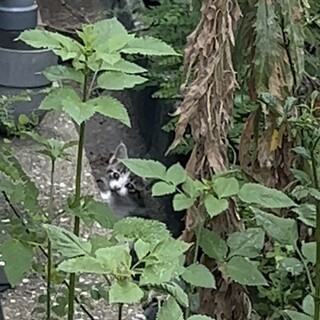 小さな子猫助けてください。お願い致します