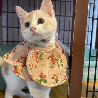 肌荒れでカラー着用中！甘えん坊の男の子☆