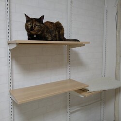 「新居にて」サムネイル2