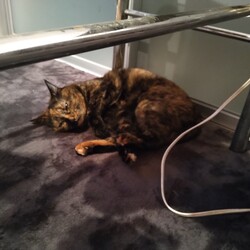 「新居にて②」サムネイル3