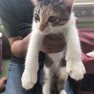 ありがとうございました★6匹兄妹三毛猫の女の子①