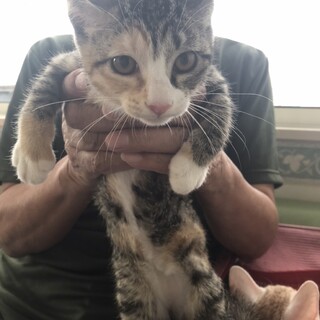 ありがとうございました★6匹兄妹三毛猫の女の子②