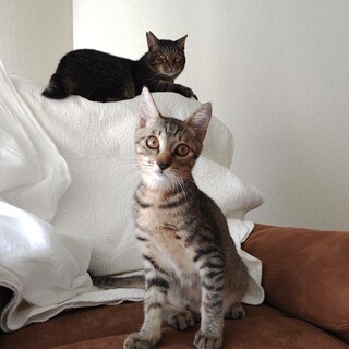 屋久島生まれ♡甘えん坊のキジトラのラテ君