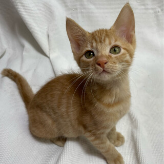 中吉くん♂@約2ヶ月半