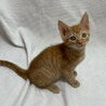 中吉くん♂@約2ヶ月半 サムネイル4