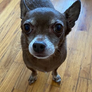 アメリカ生まれだけど、ちょっぴり怖がりのチワワ君