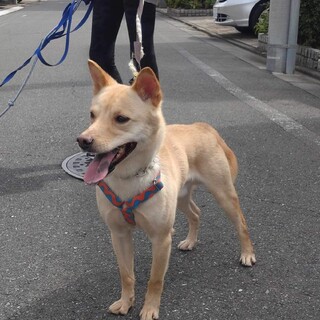 4歳　12キロ穏やか男の子