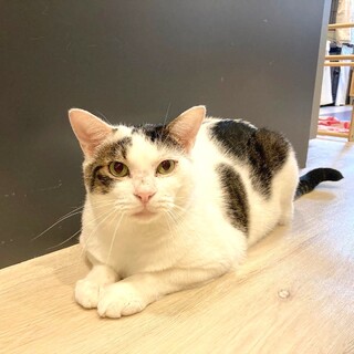 【フォルテ】ご飯大好き♡元気いっぱいな男の子